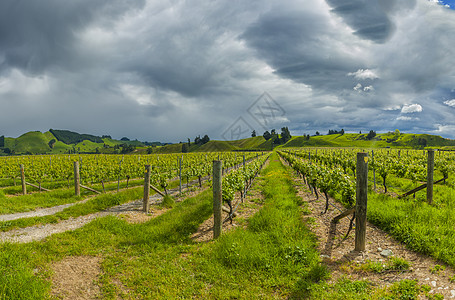 新西兰的赢家栽培酒厂园艺种植园风景教养农业国家生长水果图片