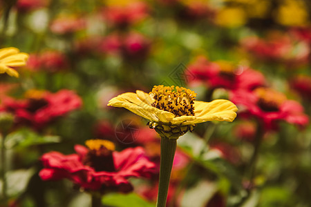 Zinnia是一种开花植物 通常生长成装饰性物种图片