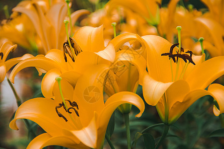 黄色莉莉是朵美丽的花朵图片