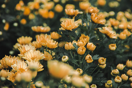 黄色的菊花花朵开得很漂亮图片