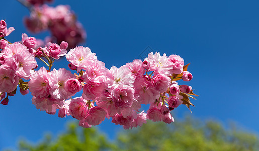 春天的树繁茂花园公园园艺叶子墙纸樱花季节天空植物植物群图片