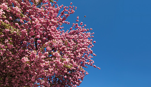 春天的树繁茂花瓣宏观季节樱花叶子公园花园园艺植物墙纸图片