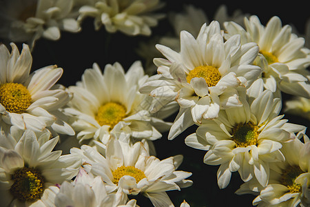 白菊花 菊花图片