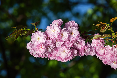 春天的树繁茂花园公园园艺植物花瓣叶子季节天空宏观樱花图片