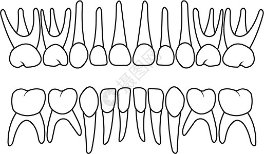 婴儿牙齿牙列图片