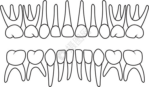 婴儿牙齿牙列图片
