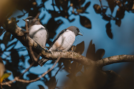 澳大利亚怀着白胸的伍兹沃尔鸟类观鸟荒野动物羽毛野生动物蓝色天空动物群背景图片