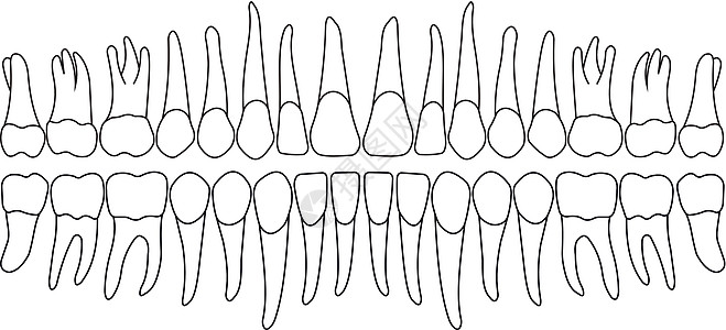 牙列图表科学出牙期信息健康牙科门牙矫正牙齿卫生图片