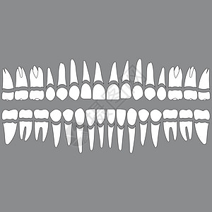 牙列牙齿和牙根图片