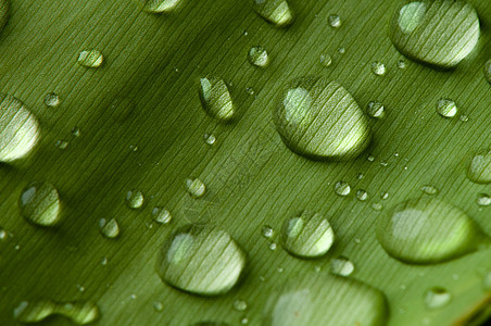 雨后郁郁葱葱的绿叶上的特写水滴气泡叶子墙纸植物绿色植物生长环境树叶异国生态图片