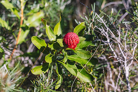 澳大利亚土生土长的红色和紫红华拉塔花朵 花头野花花园国家森林灌木衬套生长叶子园艺眼科图片