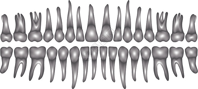 3d 牙列门牙药品口腔科出牙期生物学信息牙齿牙线卫生口服图片