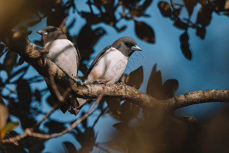 澳大利亚怀着白胸的伍兹沃尔鸟类天空观鸟野生动物动物群羽毛动物蓝色荒野背景图片