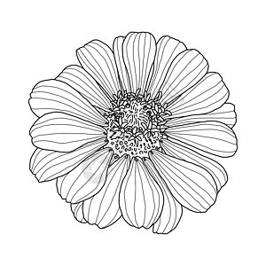 百日草花的线条黑白图形绘制图片