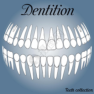 牙齿牙科记录 3插画