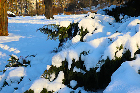 公园的树枝上有雪 冬天来临 寒冷的季节 严寒的一天图片