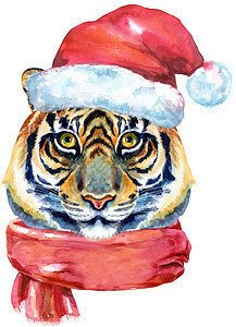 戴着圣诞老人帽子的老虎和白色背景中突显的红围巾水彩画图片