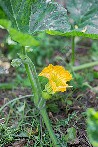 黄南南瓜花 在花园种植蔬菜图片