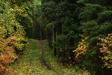 在北部森林的秋天 这条道路正在运行林地薄雾环境日落荒野风景阳光小路木头树木图片