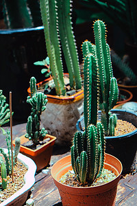 微小的陶瓷仙人掌装饰绿色叶子植物房子风格盆栽植物学生长尖刺图片