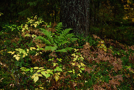 蕨类植物在针叶林中留下特写镜头叶子热带草本植物环境季节生态药品植物学植物群生长图片