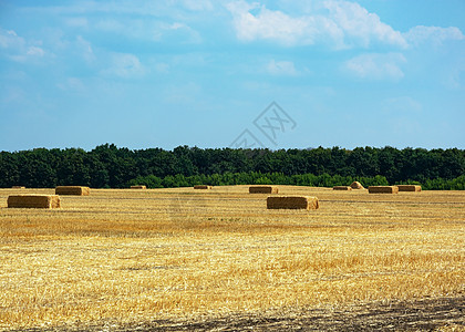 野地 森林和蓝天背景下的干草堆 笑声稻草草地玉米季节农田场地食物天空金子收获图片