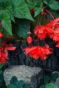 一朵美丽的珊瑚生花站在树桩上 一块碎石放在地头橙子石头灰色花卉材料红色植物学花园树叶植物图片