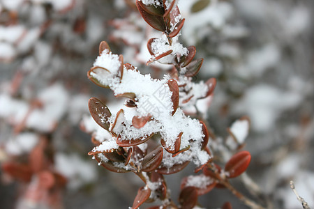冬季降雪季节 植物叶上下雪天气药品绿色植物雪花灌木背景叶子树叶公园图片