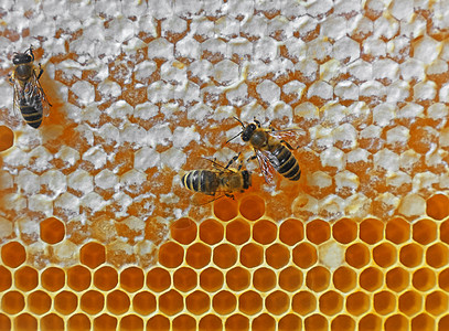 蜂巢蜂蜜背景上的蜜蜂图片