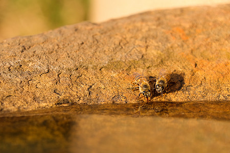 非洲蜜蜂从岩石池中饮用(小麦水稻鱼)图片