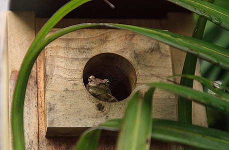 古巴树蛙同龄人从鸟屋洞里出来图片