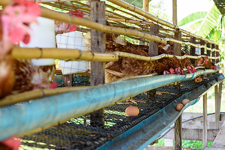 泰国农村鸡蛋养鸡场商业国家生产谷仓女性鸟类家禽家畜母鸡农业图片