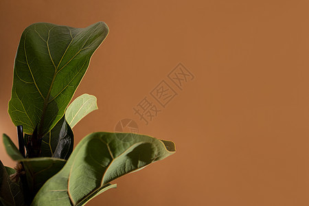 Fiddle Fig 或的绿叶 棕色背景中流行的热带观赏植物小提琴叶无花果树 具有健康益处的家用空气净化植物房子衬套花园园艺生态图片
