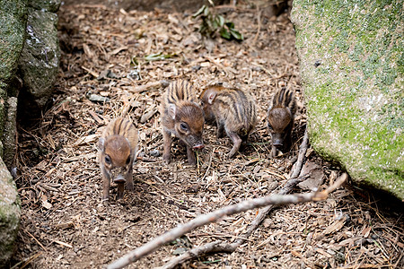 濒临灭绝的Visian小婴儿鼻子母亲小猪后代荒野濒危哺乳动物家庭妈妈森林图片