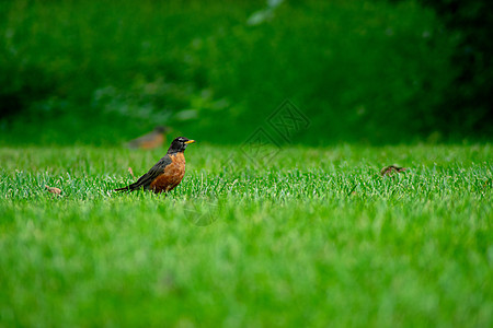 一片草原上的美国罗宾后院场地草地摄影活动橙子八哥低角度昆虫翅膀图片