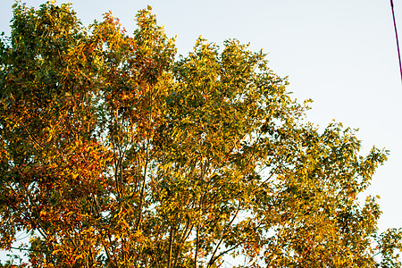 秋天之交日落树的顶端日落风光夕阳天空背光田园阳光风景黄金摄影图片