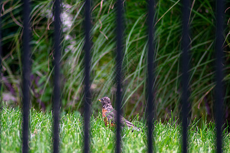 透过美国罗宾的黑栅栏看一看后院羽毛胸部翅膀地面八哥主题野生动物草地动物图片