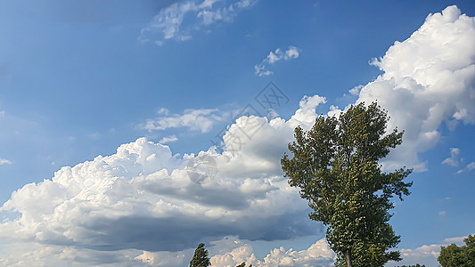 蓝天有云 飞鸟和绿树枝 夏季自然 大自然环境维生素体积燕子飓风自由雷雨气候空气翅膀图片