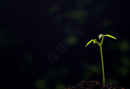 在森林中播种年青植物的树芽叶叶子土壤生长幼苗生活生态绿色森林图片