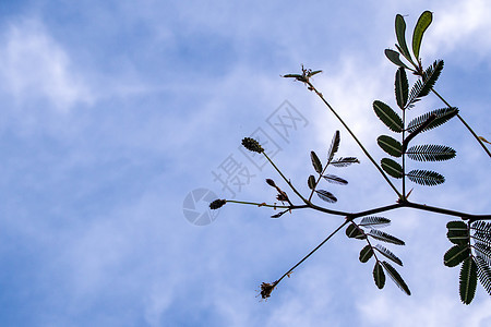 蓝色天空背景下巨型敏感植物的花朵和叶叶图片