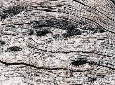 树干树皮上的地表纹理和战壕摘要生态风化草地植物灰色果皮森林生活木头裂缝图片