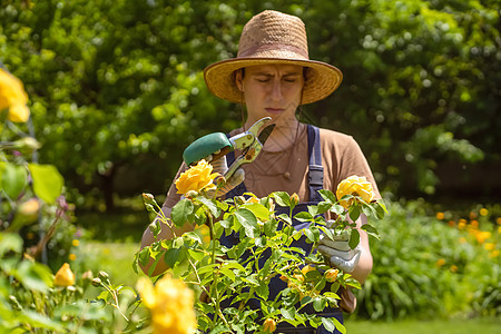 一个年轻人正在修剪玫瑰树丛园艺职业帽子围裙工人手套园林农民植物栽培图片