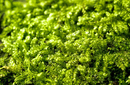 在地上生长新鲜的绿苔 阳光下有水滴森林花园藻类季节宏观公园绿色晴天石头环境图片