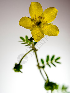 孤立的黄花 小卡通杂草叶子草本植物绿色植物宏观白色野花菱角陆地热带图片