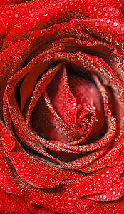 新鲜红玫瑰 有水滴 风紫色天然花岗背景花园花瓣红色浪漫飞沫宏观图片