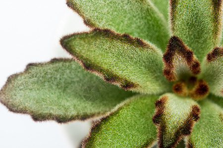 Kalanchoe 托门托萨的新鲜叶子细节碎石花园生长树叶宏观绿色毛皮植物群制品植物图片