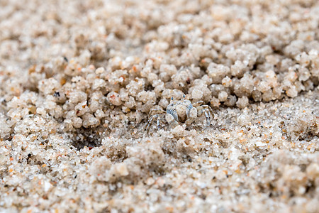 鬼螃蟹在沙滩上吃东西 靠近他们的洞棕色热带白色海岸环境野生动物海滩宏观生活荒野图片