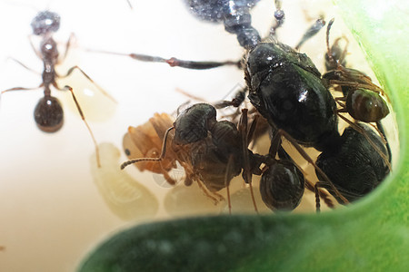 褐蚂蚁食堂和幼虫近距离检查图片