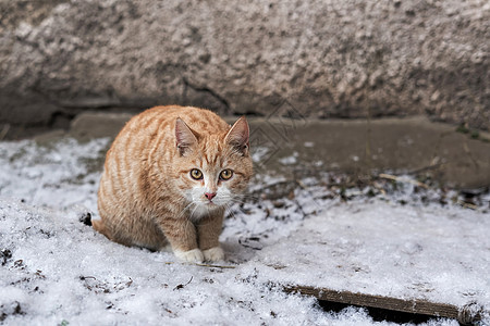 红猫在石墙附近的雪上坐着图片
