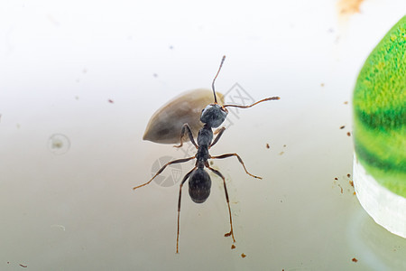 白色背景的棕色蚂蚁食用器宠物黑色野生动物漏洞种子荒野动物触角红色昆虫图片